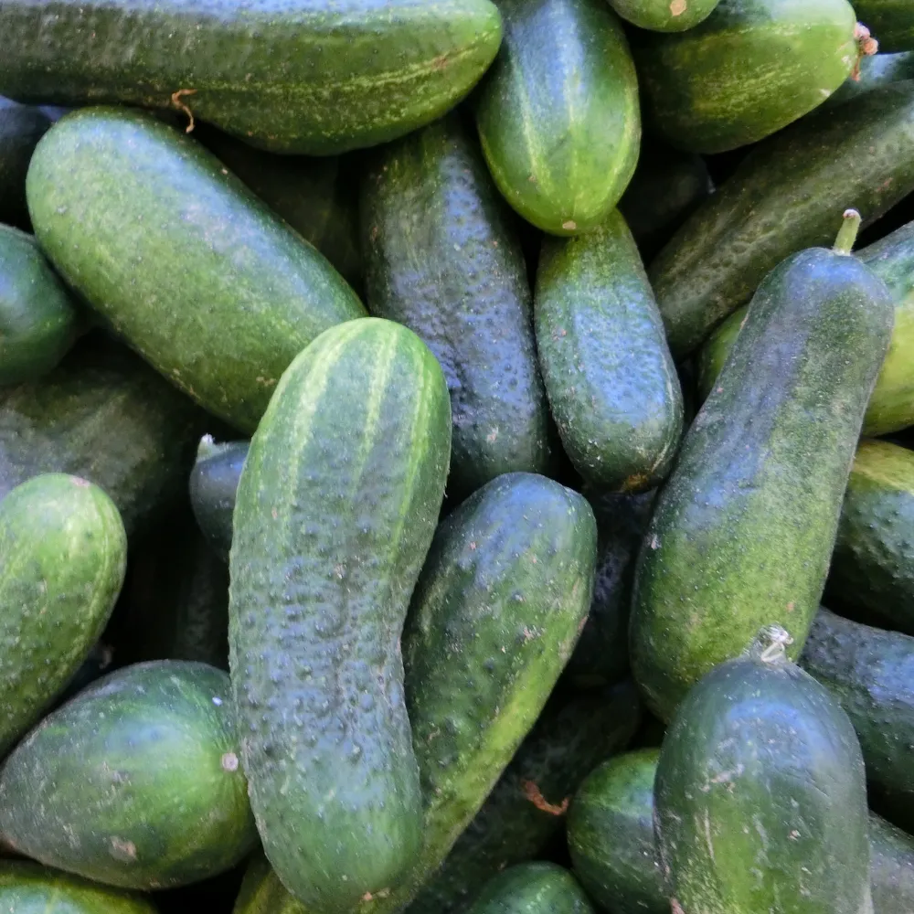 Ogórek gruntowy EKO (nowalijki) 1000 g